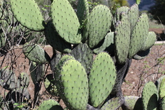 Opuntia hyptiacantha