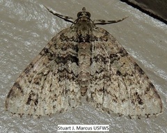 Hammaptera parinotata