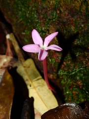 Voyria rosea