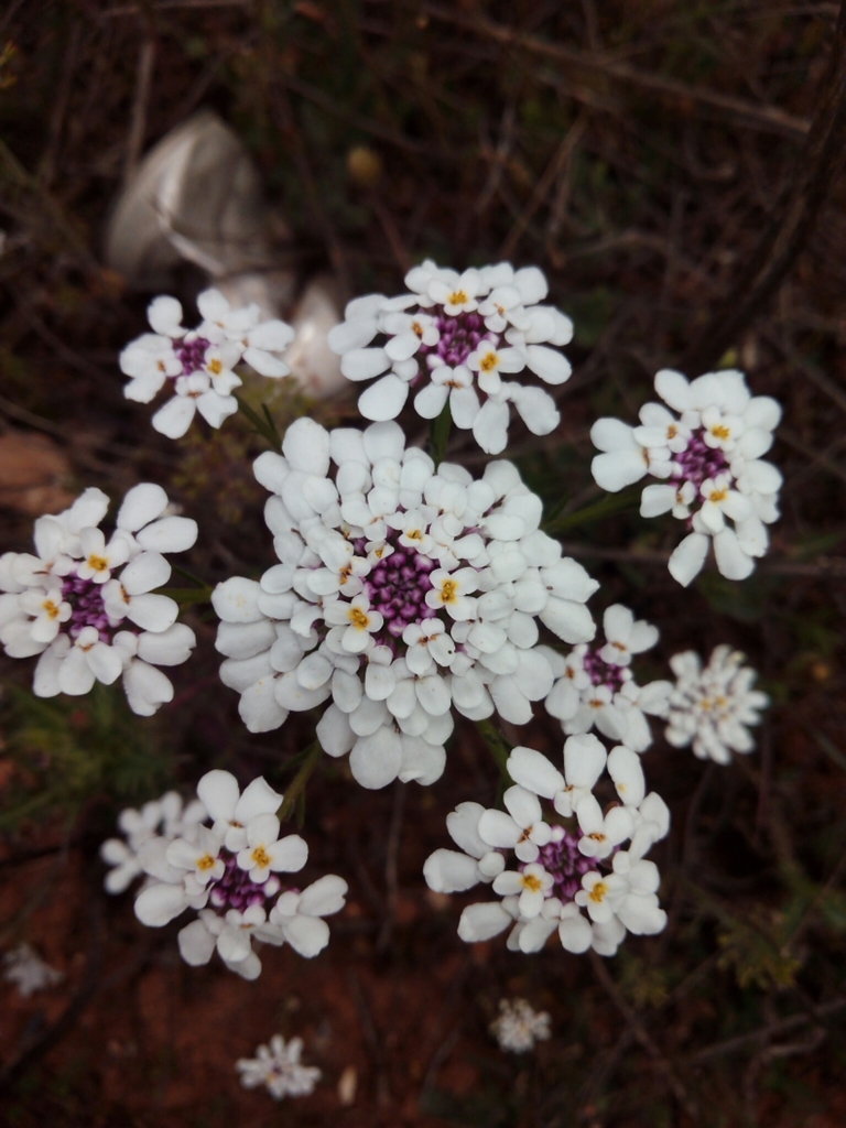 Iberis pectinata