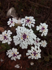 Iberis pectinata