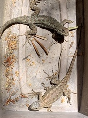 Sceloporus occidentalis