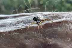 Rhagio vitripennis