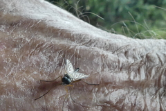 Rhagio vitripennis