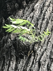 Juglans hindsii
