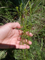 Dysodiopsis tagetoides