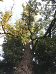 Juglans hindsii