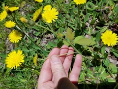 Pilosella flagellaris