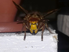 Vespa crabro