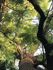 Juglans hindsii