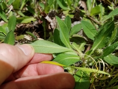 Pilosella flagellaris