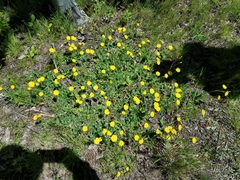 Pilosella flagellaris