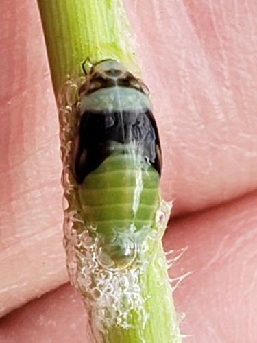 Diamondback Spittlebug photo 3