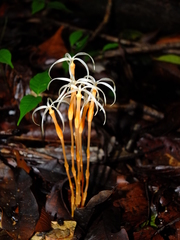 Voyria tenuiflora