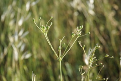 Trinia leiogona