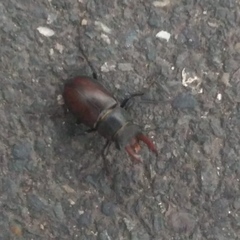 Lucanus cervus
