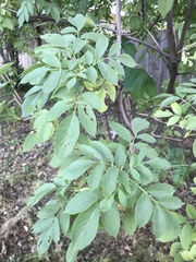 Sambucus cerulea