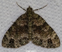 Hammaptera parinotata