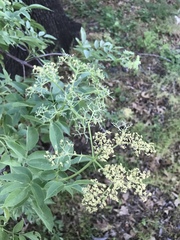 Sambucus cerulea