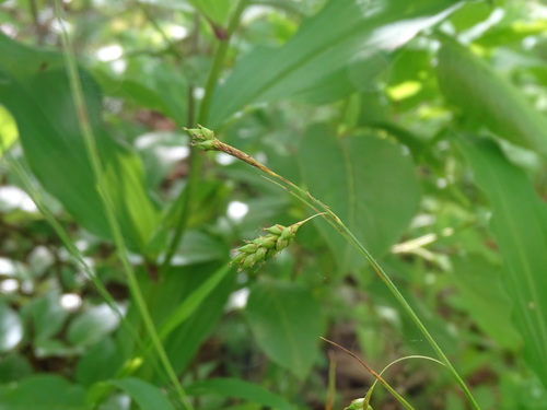 Handsome sedge (Carex formosa)