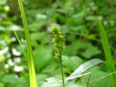 Carex cephaloidea