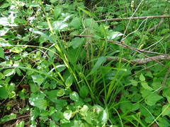 Carex cephaloidea