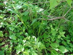 Carex cephaloidea