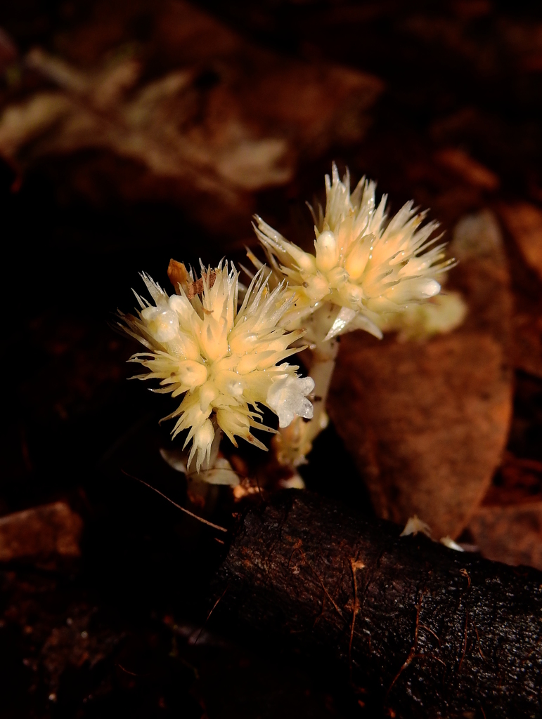 Voyriella