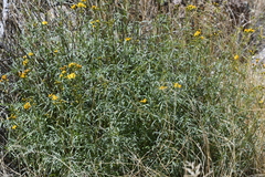 Coreocarpus arizonicus