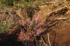 Erica hirtiflora