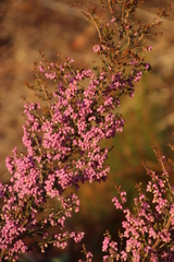 Erica hirtiflora