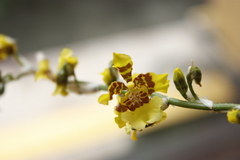 Oncidium sphacelatum