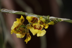 Oncidium sphacelatum
