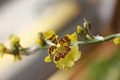 Oncidium sphacelatum