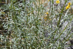 Coreocarpus arizonicus