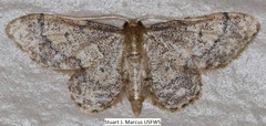 Idaea celtima
