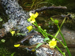 Ranunculus flabellaris