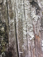 Hypocenomyce scalaris