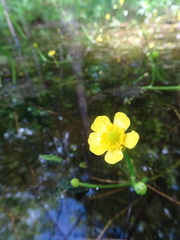Ranunculus flabellaris