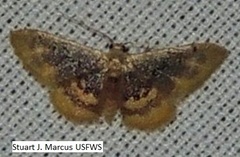 Idaea scintillularia