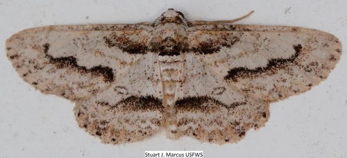 Iridopsis pergracilis (Hulst, 1900)