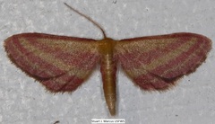 Leptostales laevitaria