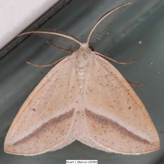Lychnosea intermicata