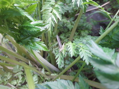 Ephemerella subvaria