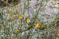 Coreocarpus arizonicus