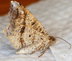Macaria aequiferaria