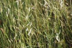 Trinia leiogona