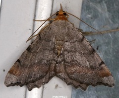 Macaria transitaria