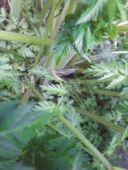 Ephemerella subvaria