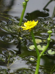 Ranunculus flabellaris
